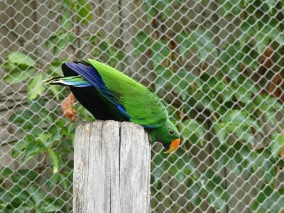 Grand eclectus - 2019