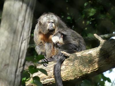 Saki à face blanche - 2019