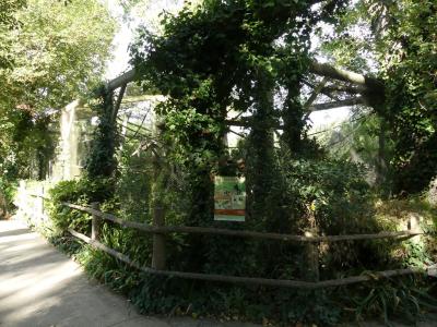 Saki à face blanche - 2019