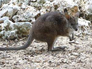 Wallaby de Parma