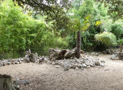 Wallaby de Parma - 2019