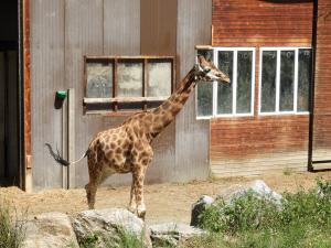 Girafe