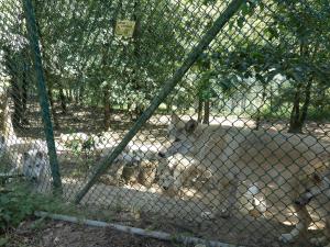Loup arctique