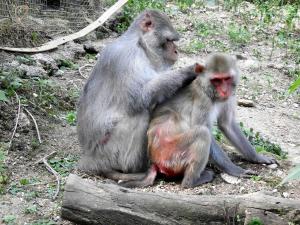 Macaque rhésus