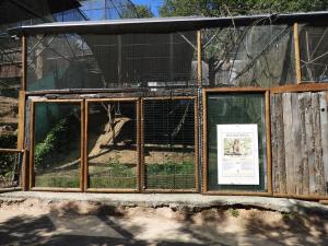 Macaque rhésus