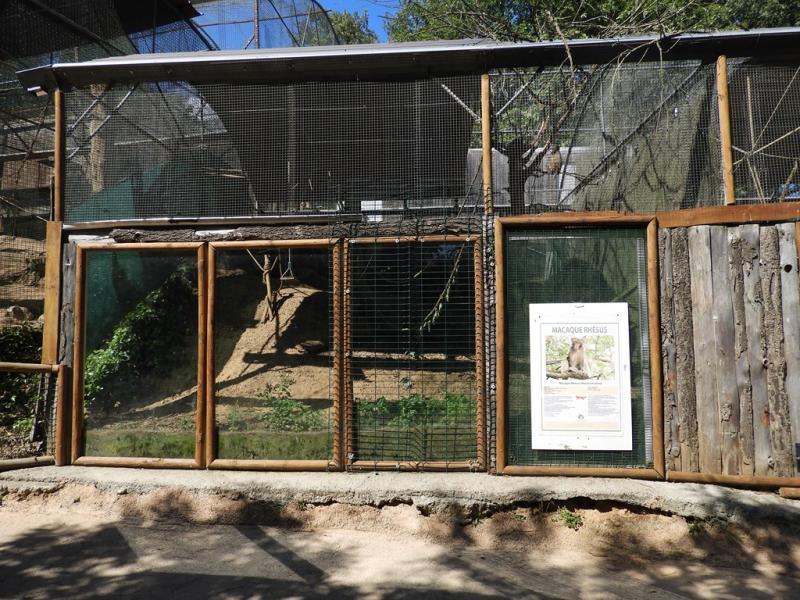 Macaque rhésus