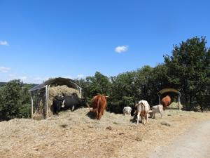 Plateau hardes