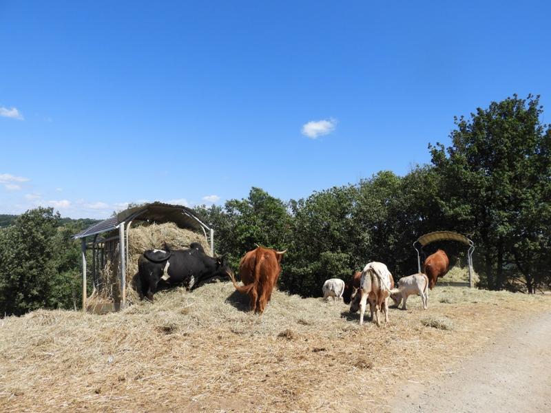 Plateau hardes