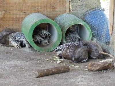 Porc-épic indien - 2019