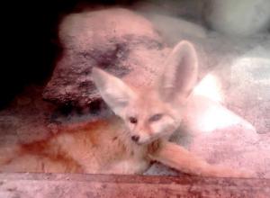 Fennec