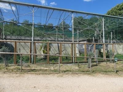 Gibbon à mains blanches - 2019