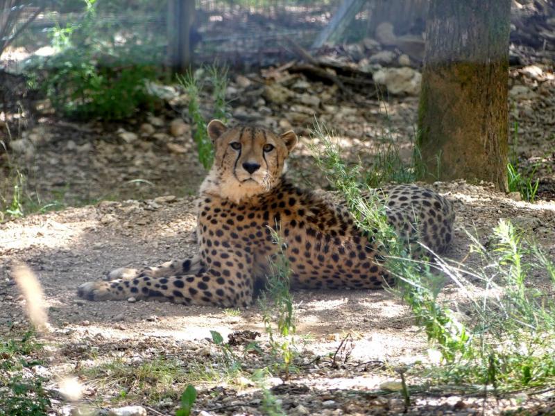 Guépard