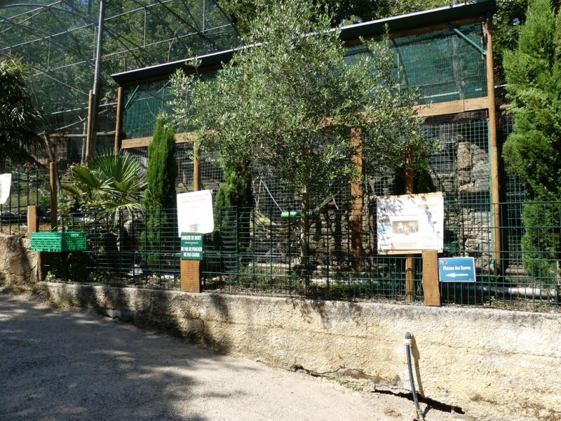 Hamadryas