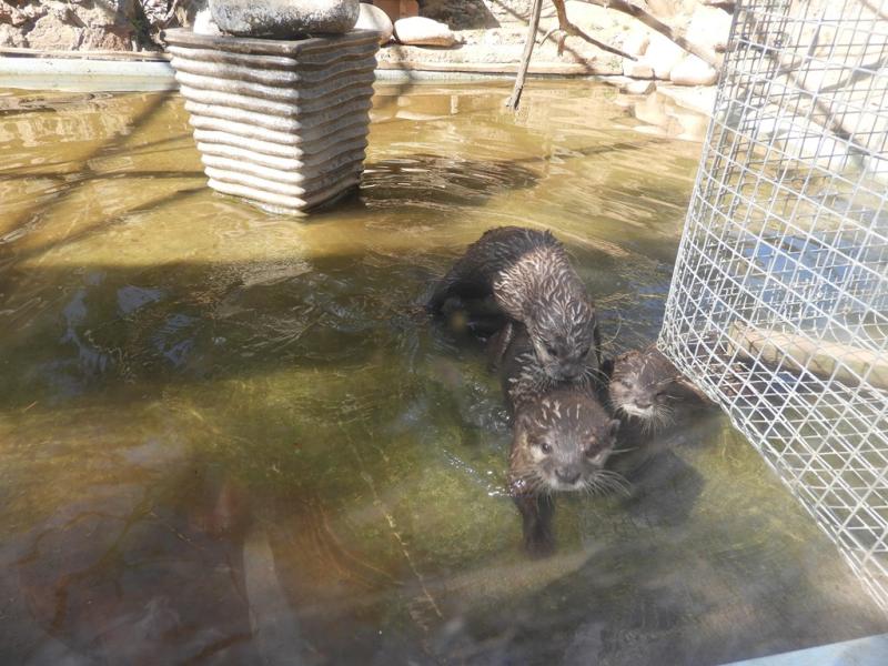 Loutre naine cendrée