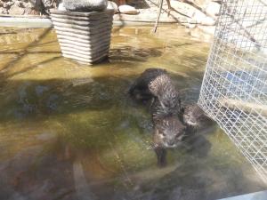 Loutre naine cendrée