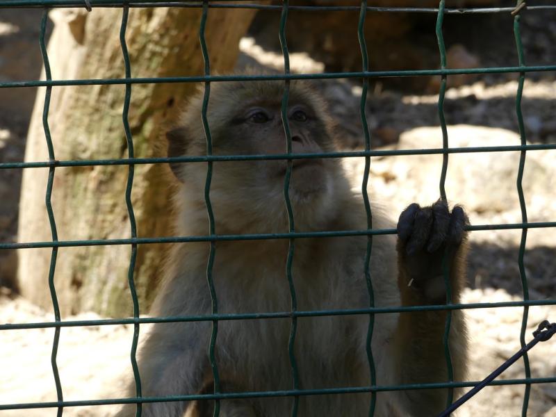 Macaque de Barbarie