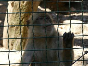 Macaque de Barbarie