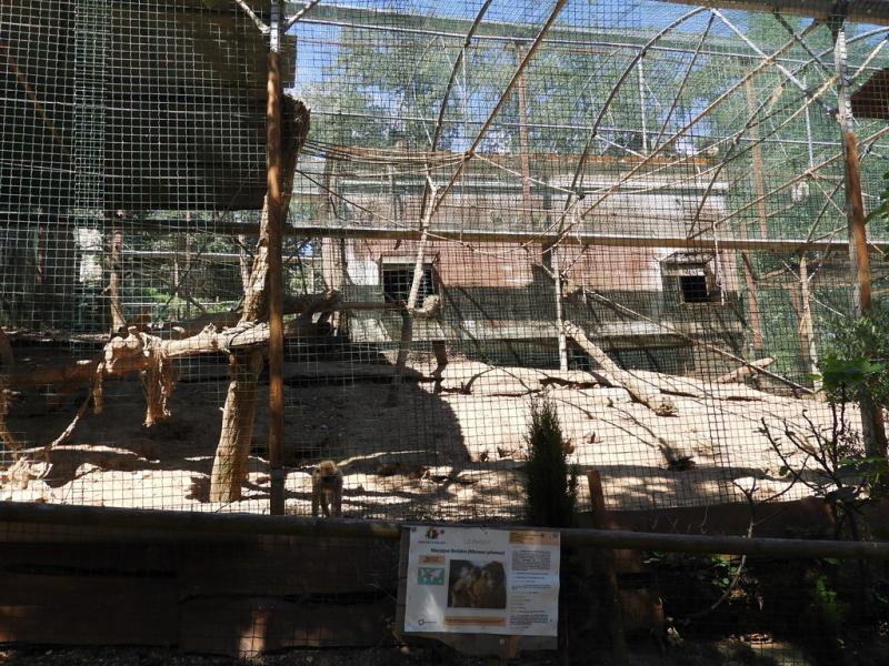 Macaque de Barbarie