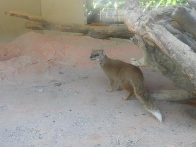 Mangouste fauve - 2019