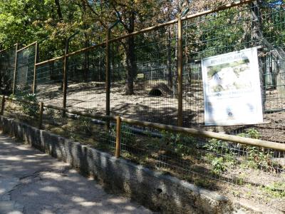 Renard polaire - 2019