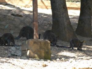 Wallaby de Bennett