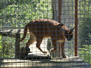 Caracal
