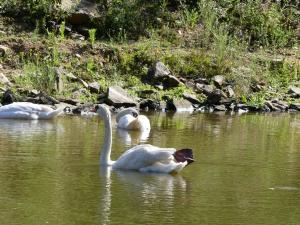 Cygne tuberculé