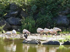 Flamant rose