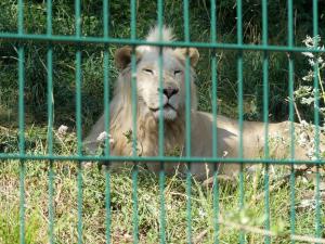 Lion blanc
