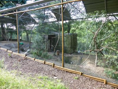 Harfang des neiges - Faisan argenté - 2019