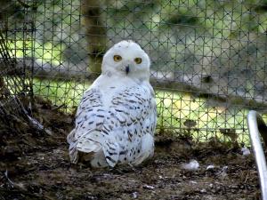 Harfang des neiges