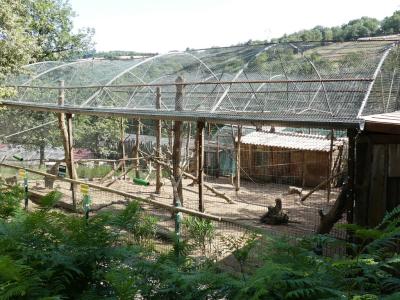 Macaque de Barbarie - 2019