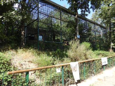 Panthère des neiges - 2019