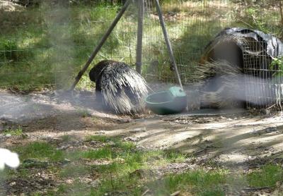 Porc-épic à crête - 2019