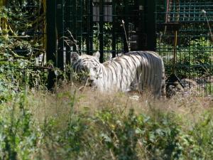 Tigre blanc
