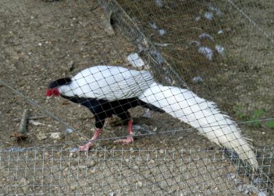 Faisan argenté - 2019