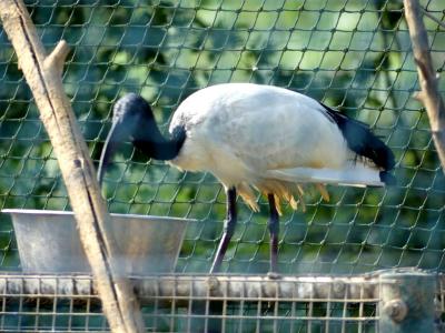Ibis sacré