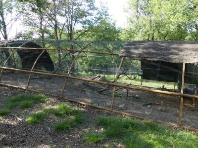 Capucin à huppe noire - 2019