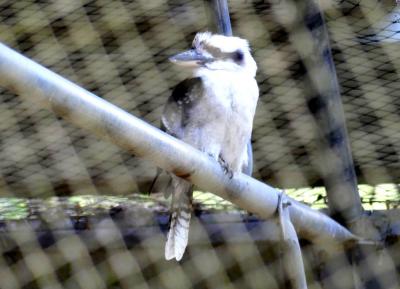 Martin chasseur - 2019