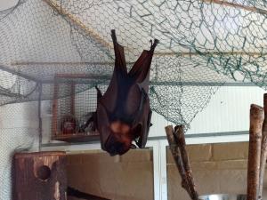 Renard volant d'Inde