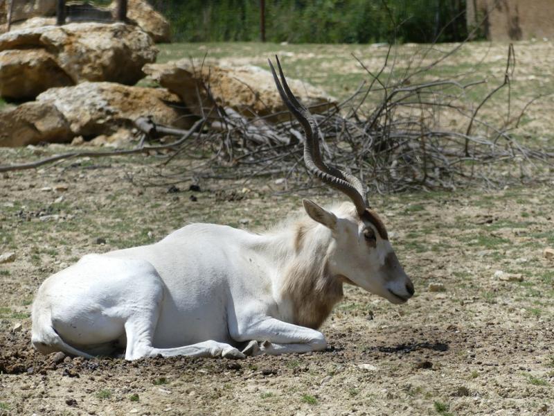 Addax
