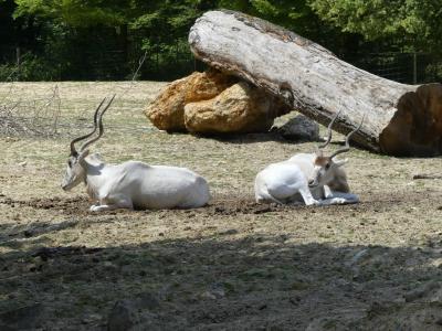 Addax