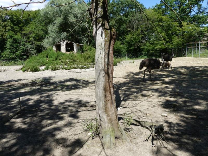 Autruche