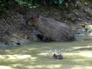 Capybara