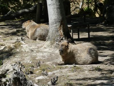 Capybara
