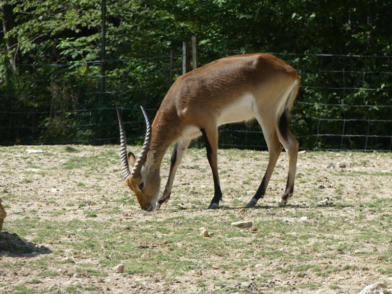 Cobe de Lechwe