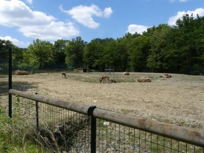Damalisque à front blanc
