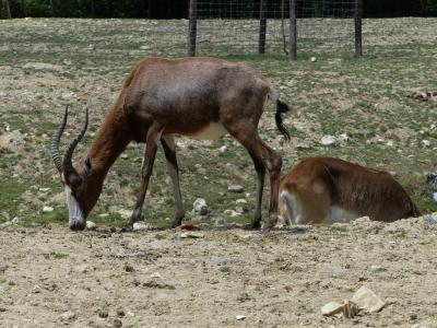 Damalisque à front blanc