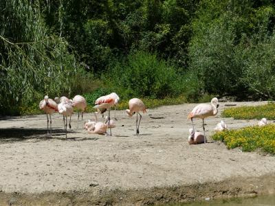 Flamant rose