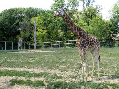 Girafe de Rothschild